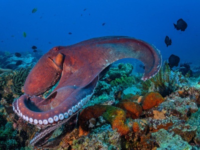DE_Tubbataha_Divetour_Liveaboard_MyResolute_3