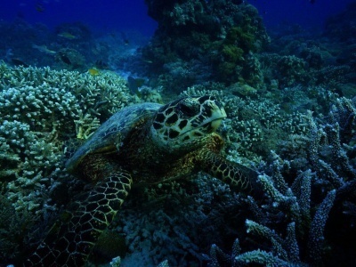 DE_Tubbataha_Divetour_Liveaboard_MyResolute_4