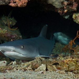 Diving_Express_Sogod_Bay_Underwater_Image_1