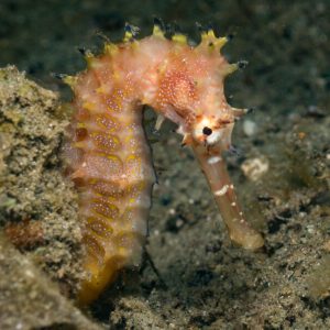 Diving_Express_Sogod_Bay_Underwater_Image_2