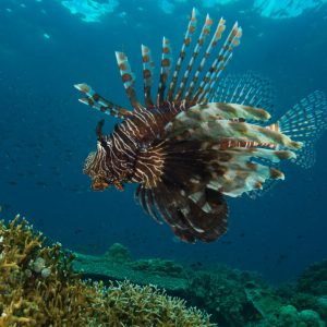 Diving_Express_Sogod_Bay_Underwater_Image_3