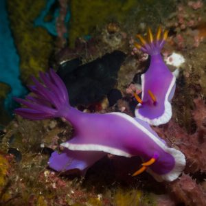 Diving_Express_Sogod_Bay_Underwater_Image_4